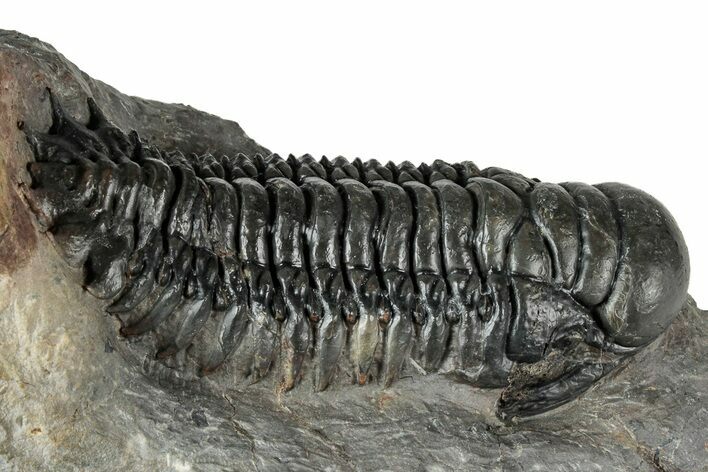 Large Crotalocephalina Trilobite - Atchana, Morocco #345028